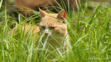 春天草丛中一只警惕的橘猫